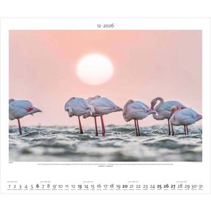 Produktbild für Bildkalender Palazzi Hautnah Afrikas Wildnis, 2026