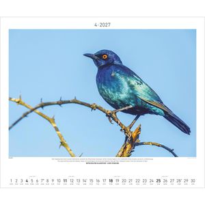 Produktbild für Bildkalender Palazzi 115901 Afrikas Wildnis Hautnah, Jahr 2027