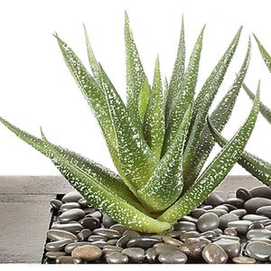 Produktbild für Kunstpflanze Creativ-green Agave x3