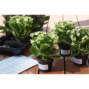 Produktbild für Folienetiketten Herma 4573, weiß matt