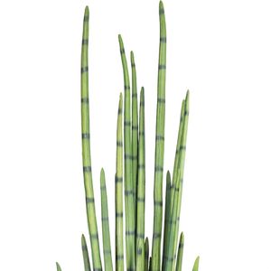 Produktbild für Kunstpflanze Creativ-green Sansevieria Cylindrica