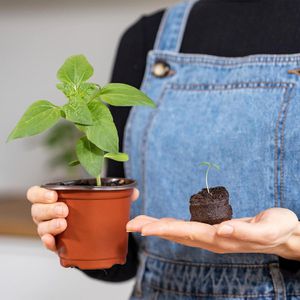 Produktbild für Quelltabletten OwnGrown BEGR-300150, 125 Stück