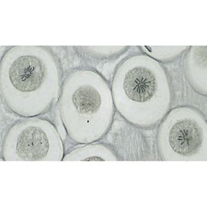 Produktbild für Dauerpräparat Bresser Set