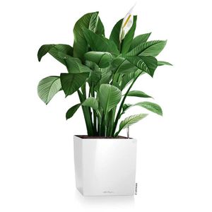 Produktbild für Übertopf Lechuza CUBE 40, weiß hochglanz, 39 x 40 x 39 cm