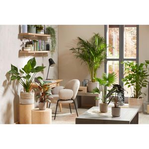 Produktbild für Pflanzsubstrat Seramis Topper Limestone, 1 Liter
