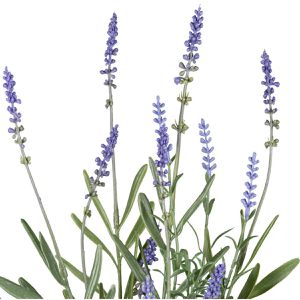 Produktbild für Kunstblume Creativ-green Lavendelbund