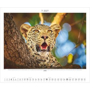 Produktbild für Bildkalender Palazzi 115901 Afrikas Wildnis Hautnah, Jahr 2027