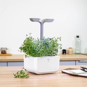 Produktbild für Saatpad Veritable Lingot, Thymian