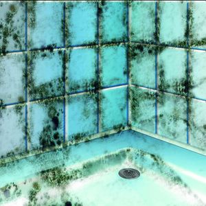 Produktbild für Schimmelentferner MEM 30836380 Schimmel-Vernichter