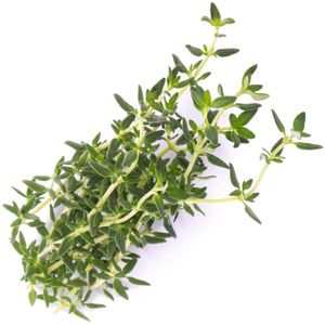 Produktbild für Saatpad Veritable Lingot, Thymian
