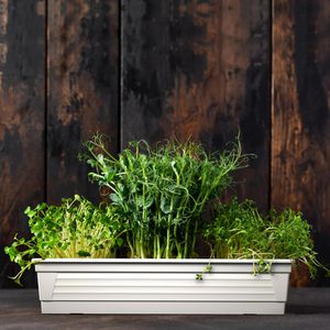 Produktbild für Blumenkasten Plastard Milano 80, weiß