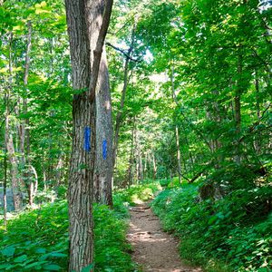 Produktbild für Markierungsspray Stanger Forst-Markierer, blau