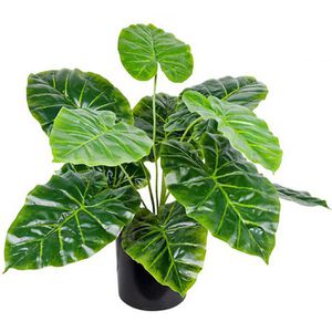 Decovego Kunstpflanze Aronstab Araceae Arum Taro, im Topf, Höhe 45 cm