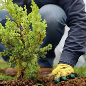 Produktbild für Arbeitshandschuhe ACE-Instruments Garden Eden