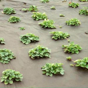 Produktbild für Unkrautvlies NOOR 011MULCHVLIES, 1,6 x 5m