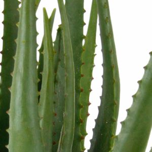 Produktbild für Kunstpflanze I.GE.A. Aloe Vera