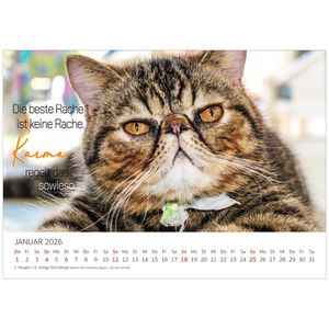 Produktbild für Bildkalender Edition-Seidel Coole Katzen 2026