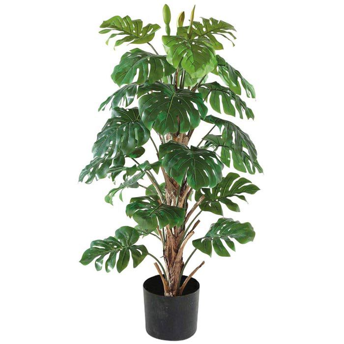 Knstliche Pflanzen Wie Echt Gro 2x AQS INTERNATIONAL Kunstpflanze Roter  Drachenbaum 60cm  Grn Im Topf Fr Indoor/Outdoor