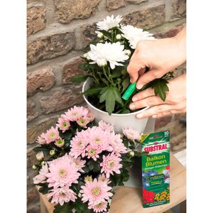 Produktbild für Dünger Substral Dünger-Stäbchen für Balkonblumen