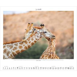 Produktbild für Bildkalender Palazzi Hautnah Afrikas Wildnis, 2026