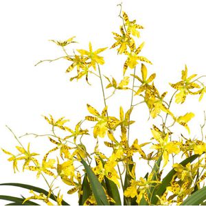 Produktbild für Kunstblume Creativ-green Orchidee, Oncydie