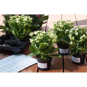 Produktbild für Folienetiketten Herma 4572, weiß matt