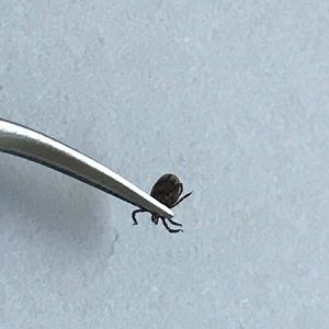 Produktbild für Zeckenpinzette REMOS 7370