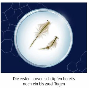 Produktbild für Experimentierkasten Kosmos Wuselnde Salzkrebse