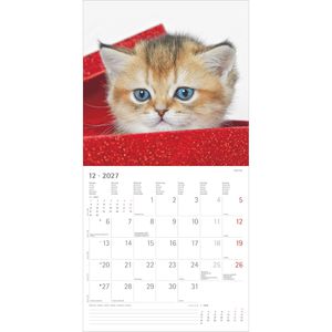 Produktbild für Bildkalender Alpha 206601, Katzenbabys, Jahr 2027