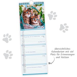Produktbild für Streifenkalender Trötsch 2027806, Katzen
