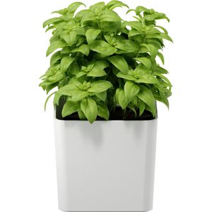 Produktbild für Übertopf Tesa Kräutertopf, weiß, 14 x 15 x 14 cm
