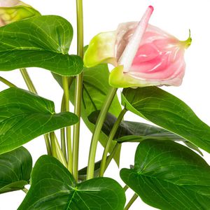 Produktbild für Kunstpflanze Creativ-green Anthurie rosa