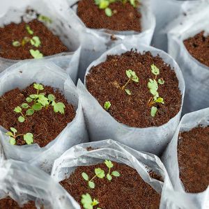 Produktbild für Blumenerde Casa-Pura fd-27305 Kokoserde
