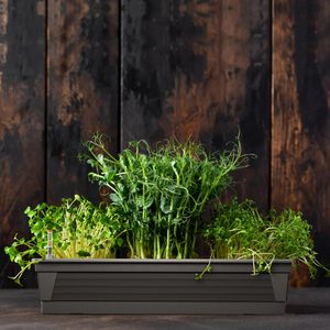 Produktbild für Blumenkasten Plastard Milano 80, anthrazit