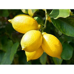 Produktbild für Lebensmittelaroma Baldini Zitronenöl, BIO