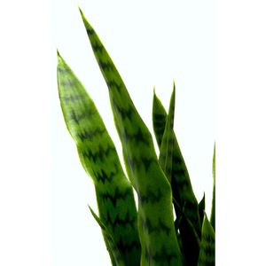 Produktbild für Kunstpflanze I.GE.A. Sansevieria