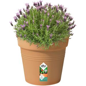 Produktbild für Pflanztopf elho Green Basics, 19 Liter