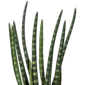 Produktbild für Kunstpflanze Creativ-green Sansevieria