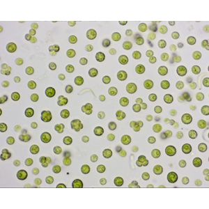 Produktbild für Mikroskopkamera Bresser MikrOkular