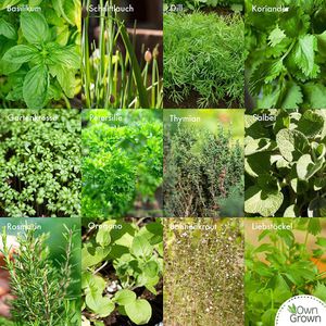 Produktbild für Geschenkset OwnGrown Küchen Kräuter
